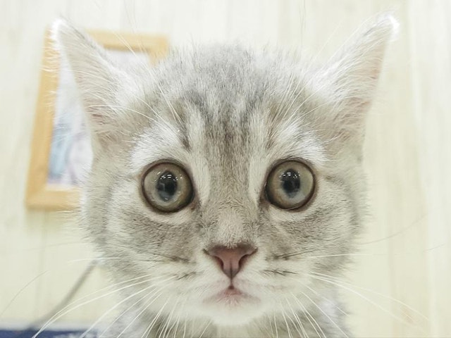 静岡県のスコティッシュフォールド (ペッツワン浜松雄踏店/2024年1月22日生まれ/女の子/ブルータビー)の子猫